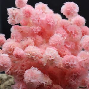 Scabiosa multi-head pink