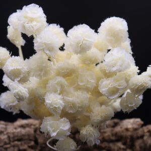 Scabiosa multi-head white