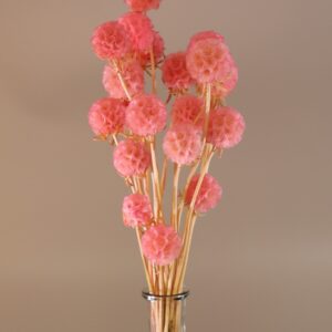 Scabiosa single pink