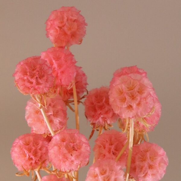 Scabiosa stellata singola rosa - immagine 2