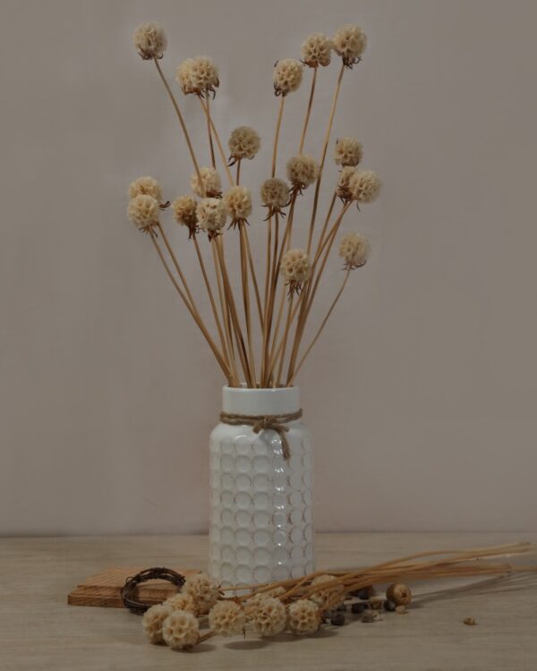 Scabiosa stellata singola bianca calda - immagine 2