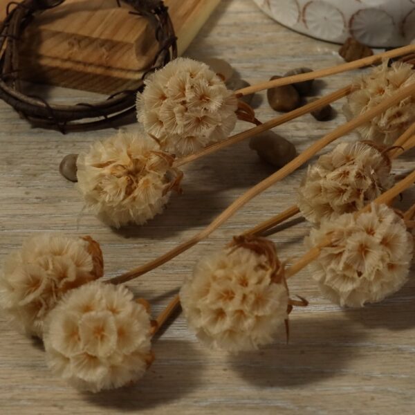 Scabiosa stellata singola bianca calda