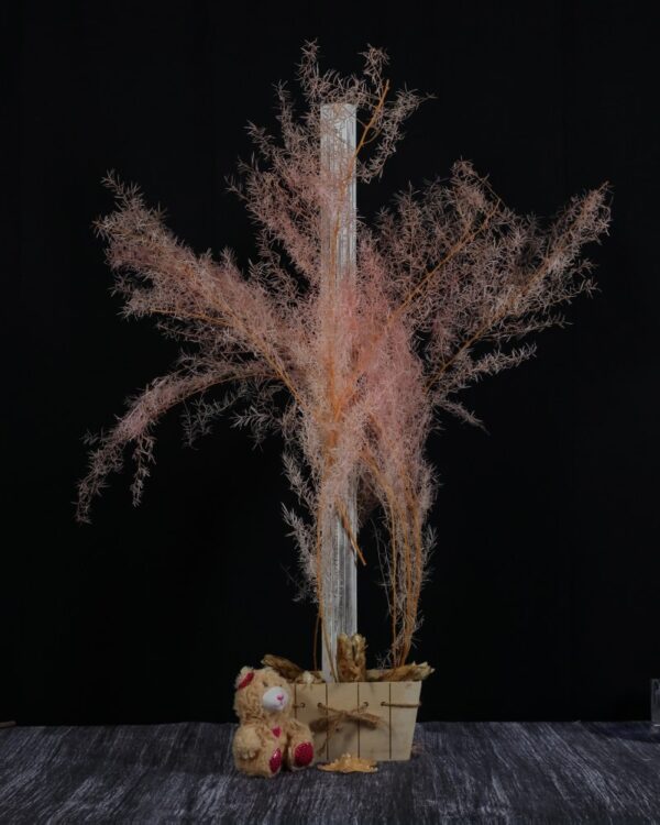 Asparagus Plumosus rosa chiaro - immagine 2