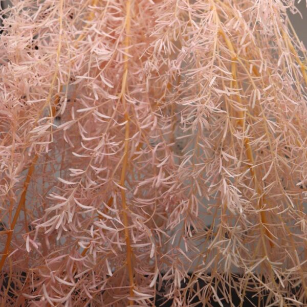 Asparagus Plumosus rosa chiaro