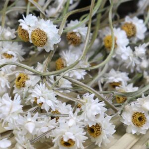 Daisy natural