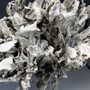 Cineraria naturale