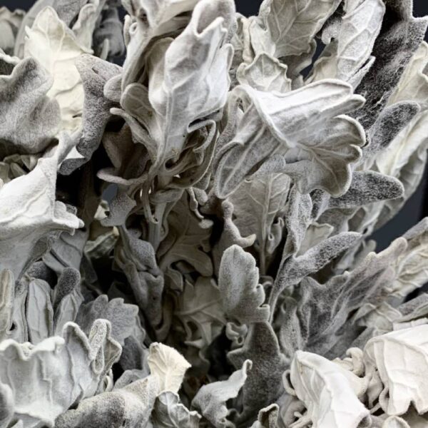 Cineraria naturale - immagine 2