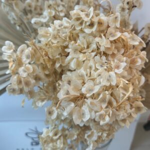 Dodonea viscosa bianca