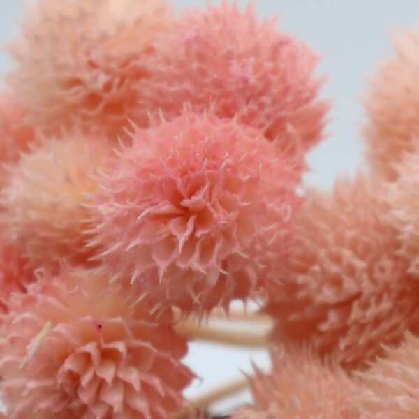 Echinops pods rosa chiaro