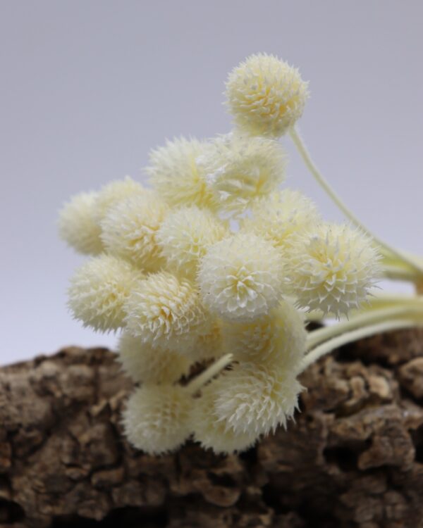 Echinops pods bianco - immagine 2