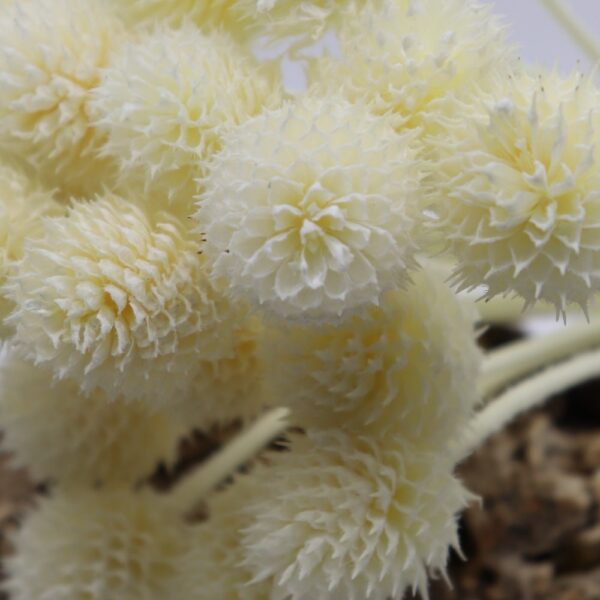 Echinops pods bianco