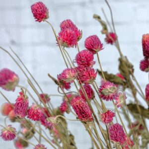 Gomphrena globosa viola