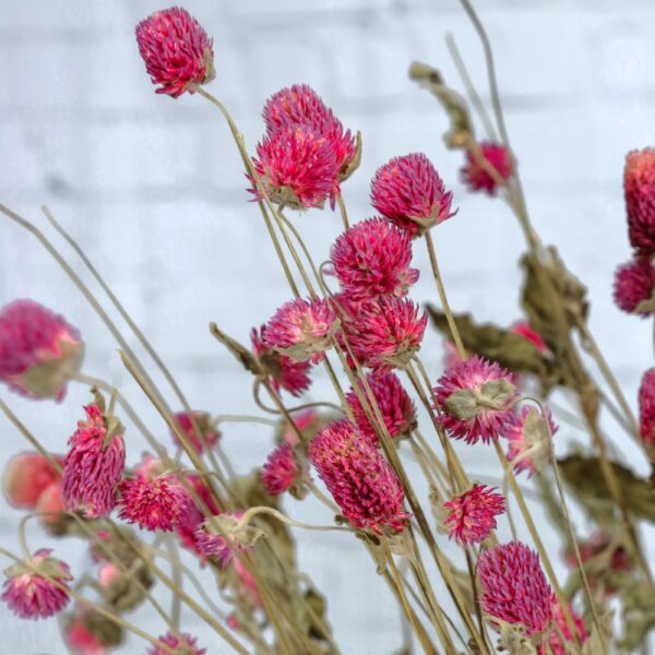 Gomphrena globosa viola