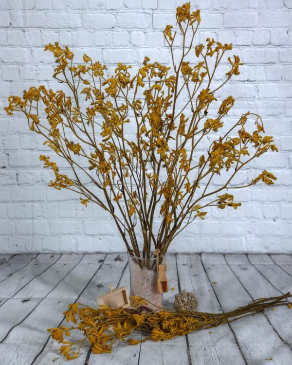 Kangaroo paw giallo - immagine 2