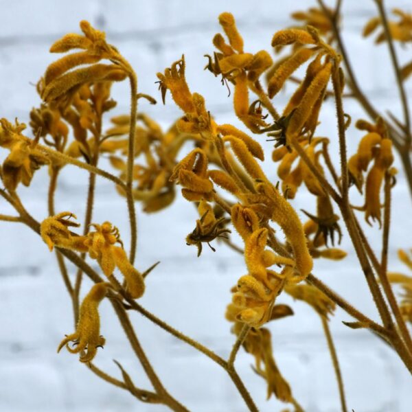 Kangaroo paw giallo