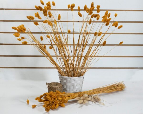 Phalaris arancione - immagine 2