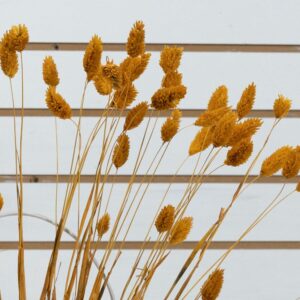 Phalaris arancione