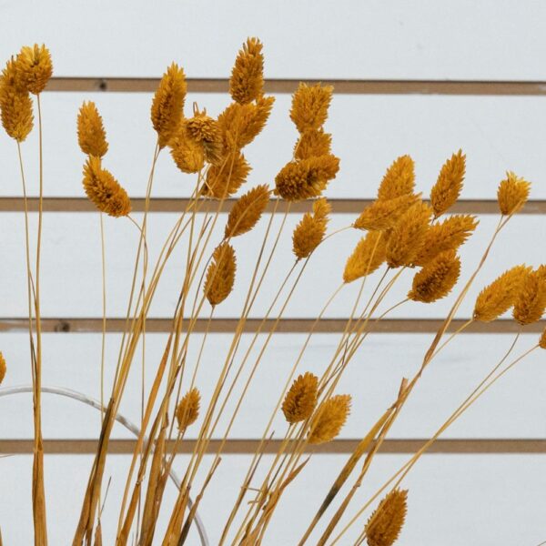 Phalaris arancione