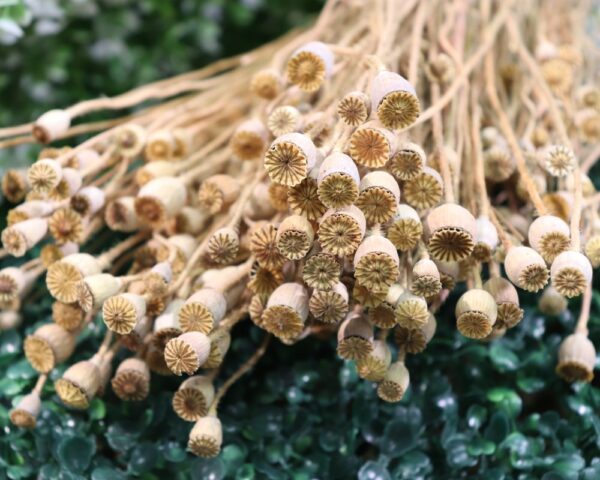 Baccelli del papavero naturale mini - immagine 2