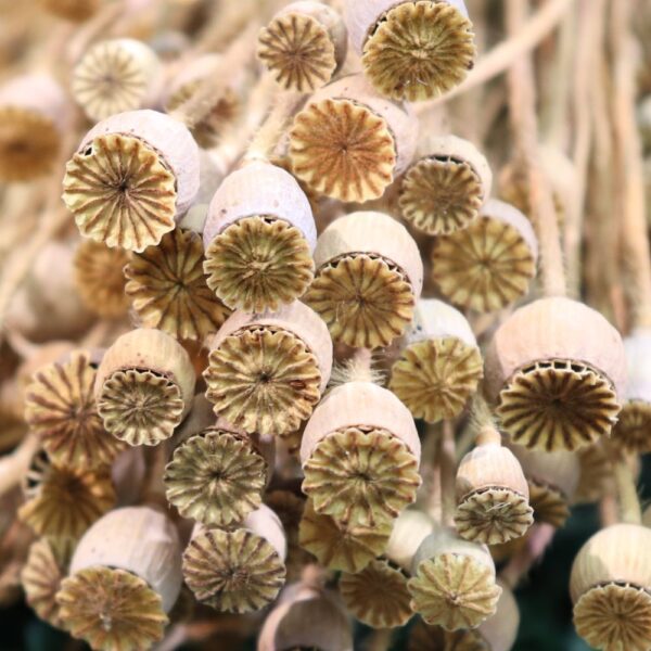 Baccelli del papavero naturale mini