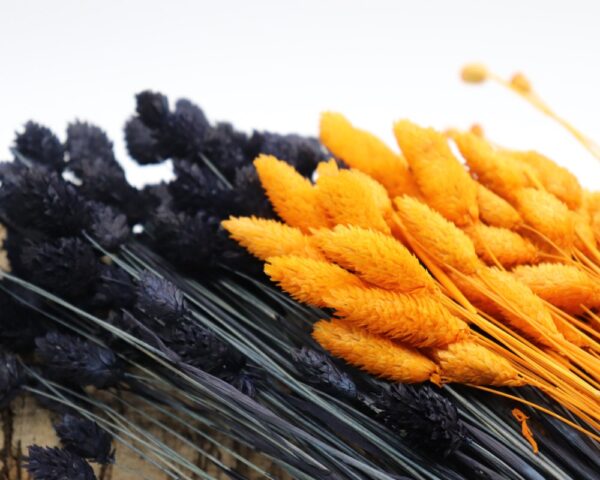 Phalaris arancione - immagine 3