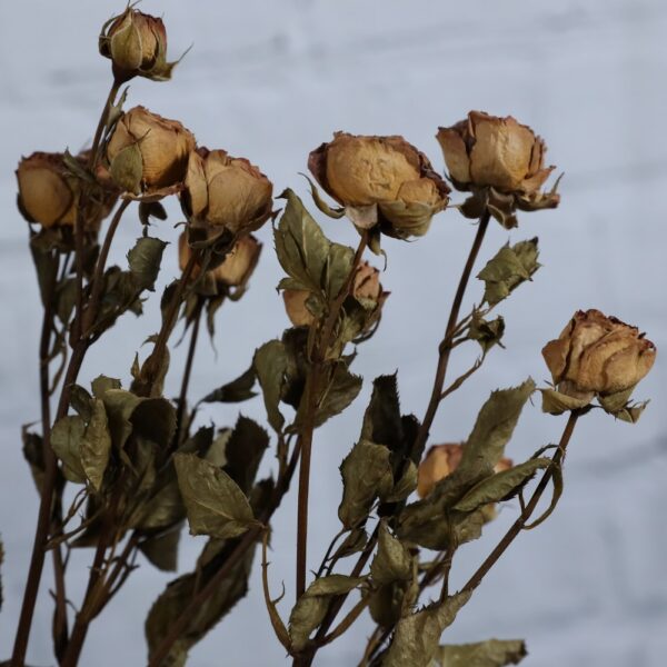 Rose spray naturale