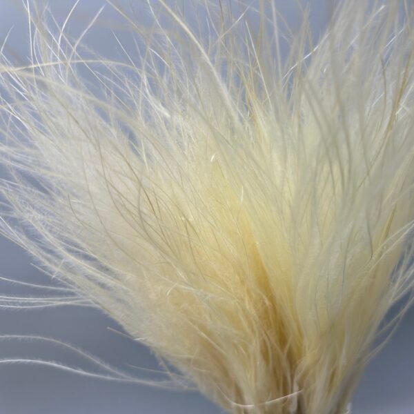Stipa pennata bianca - immagine 2