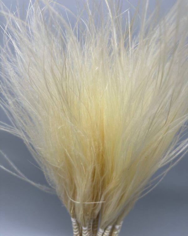 Stipa pennata bianca - immagine 3