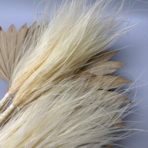 Stipa pennata white