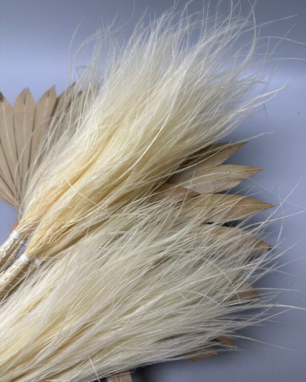 Stipa pennata bianca