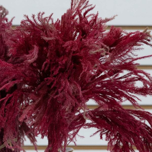 Stone pine bordeaux - immagine 2