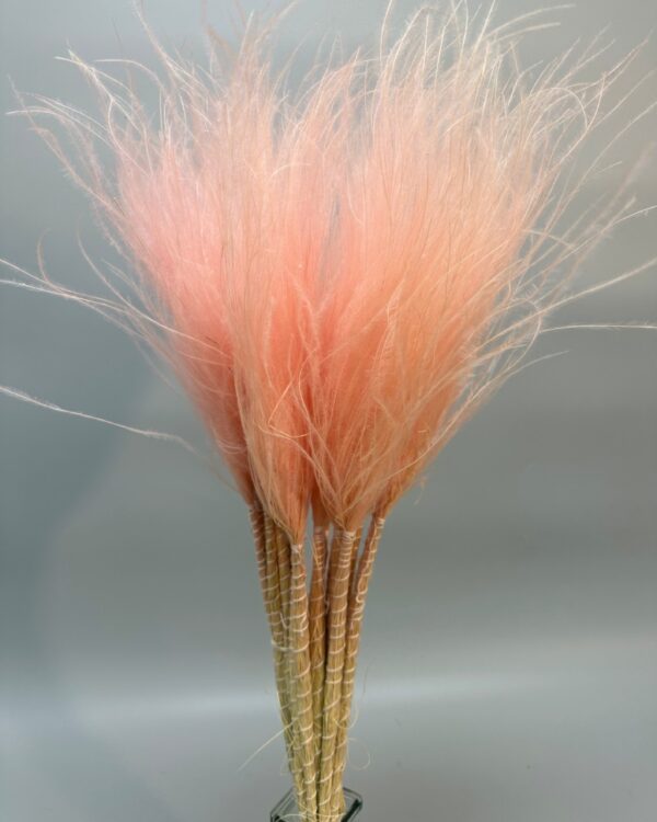 Stipa pennata rosa chiaro - immagine 4