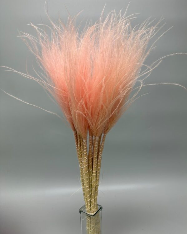 Stipa pennata rosa chiaro - immagine 3