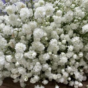 Gypsophila bianca