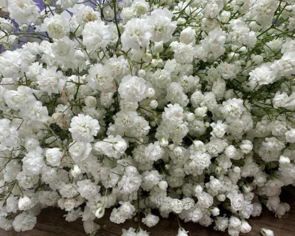 Gypsophila bianca