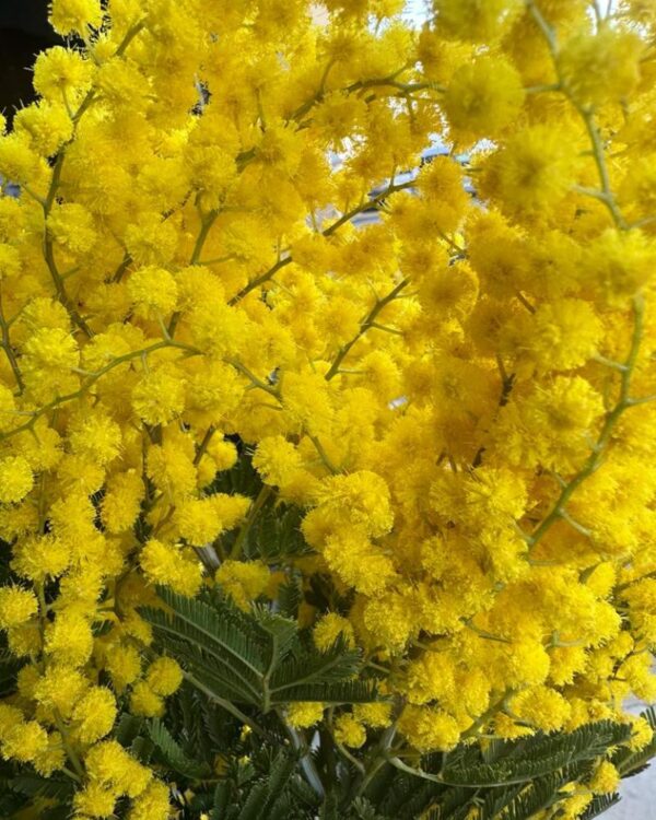 Mimosa - immagine 6