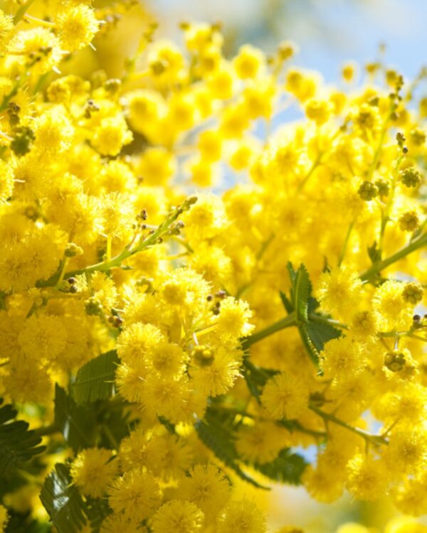 Mimosa - immagine 7