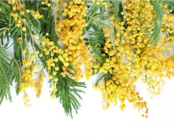 Mimosa - immagine 2