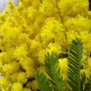 Mimosa