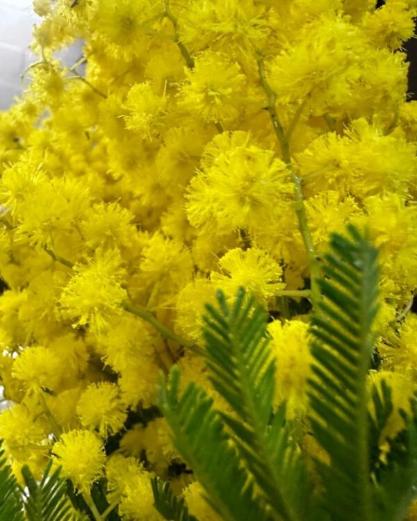 Mimosa