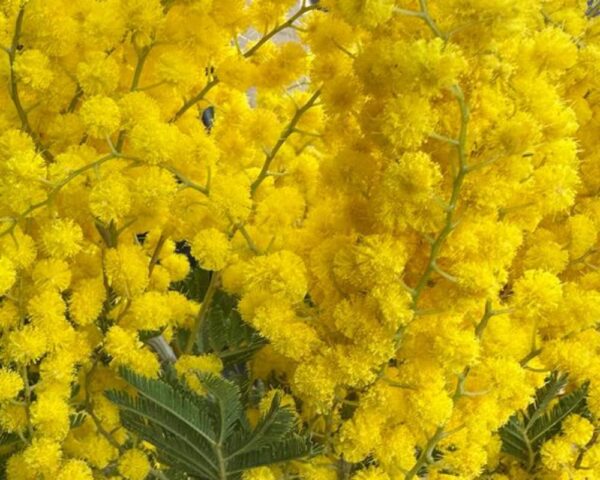 Mimosa - immagine 5