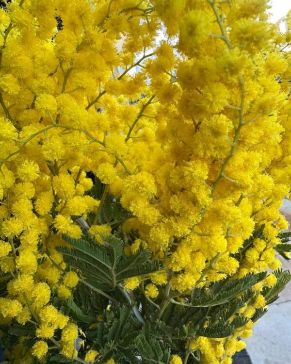 Mimosa - immagine 4