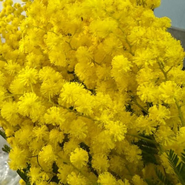 Mimosa - immagine 3