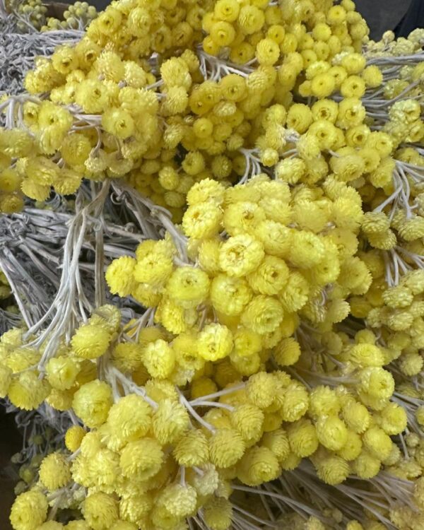 Mimosa eterna gialla naturale - immagine 5