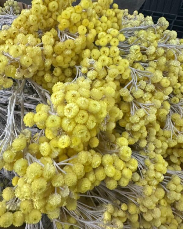 Mimosa eterna gialla naturale - immagine 4
