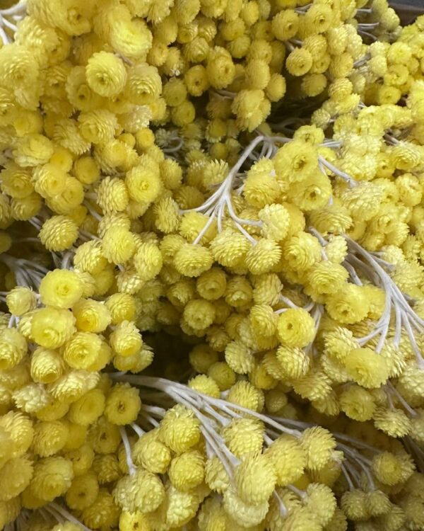 Mimosa eterna gialla naturale - immagine 2
