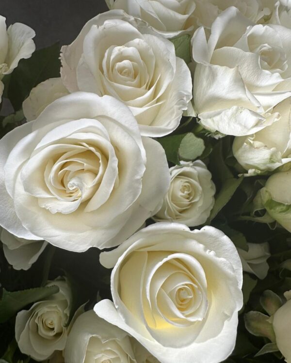 Rose white playa blanca - Image 4