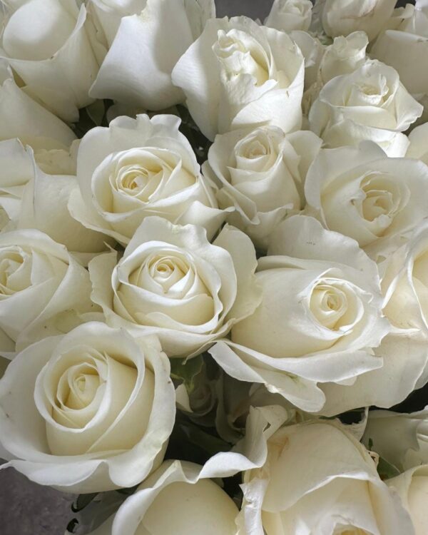 Rose white playa blanca