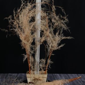 Asparagus Plumosus light pink
