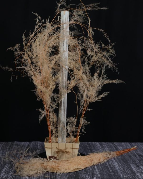 Asparagus Plumosus rosa chiaro